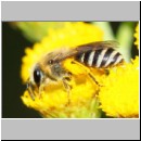 Colletes daviesanus - Seidenbiene w003a 9mm am Nest - Sandgrube Niedringhaussee det.jpg